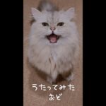 猫と「踊」歌ってみた #Shorts《本間ひまわり – Himawari Honma -》