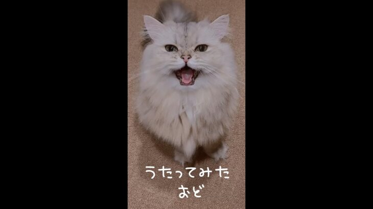 猫と「踊」歌ってみた #Shorts《本間ひまわり – Himawari Honma -》