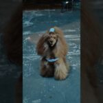 星街すいせい×川谷絵音「ビーナスバグ」 MVのワンちゃんかわいい🐶 #ビーナスバグ《Suisei Channel》